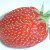 Strawberry_gariguette_DSC03063
