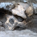 Dmanisi early «Homo» cranium in situ; Picture: Georgian National Museum/Früher «Homo»-Schädel am originalen Fundort in Dmanisi; Bild: Nationalmuseum Georgien