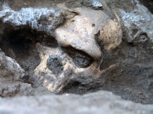 Dmanisi early «Homo» cranium in situ; Picture: Georgian National Museum/Früher «Homo»-Schädel am originalen Fundort in Dmanisi; Bild: Nationalmuseum Georgien
