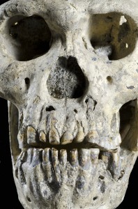 Face of Dmanisi skull5; Picture: Malkhaz Machavariani, Georgian National Museum/Portrait des Dmanisi-Schädels Nr. 5; Bild: Malkhaz Machavariani, Nationalmuseum Georgien