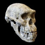 Dmanisi skull5; Picture: Guram Bumbiashvili, Georgian National Museum/Portrait des Dmanisi-Schädels Nr. 5, im Profil; Bild: Guram Bumbiashvili, Nationalmuseum Georgien