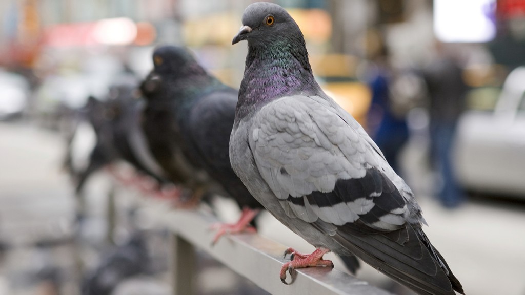 pigeons_1280