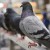 pigeons_1280